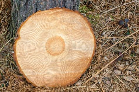 Freshly Cut Tree Trunk Showing Rings Stock Photo - Image of pattern ...