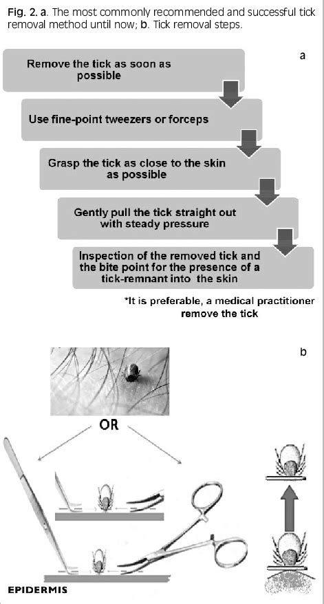 a. the most commonly recommended and successful tick removal method ...