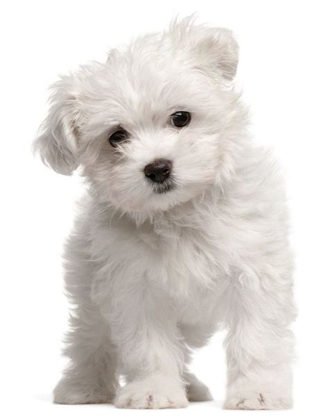 Small white dog breeds fluffy | Maltese dog breed, Maltese puppy, Low maintenance dog breeds