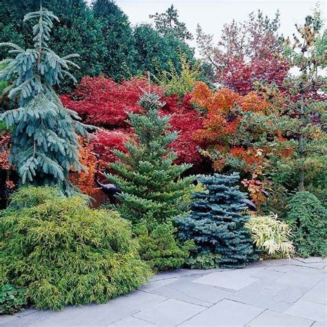 Perennials | Evergreen garden, Evergreen landscape, Backyard landscaping