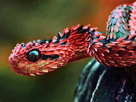 Most Venomous Snake In The World