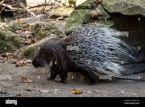 The Indian crested Porcupine, Hystrix indica or Indian porcupine, is a ...