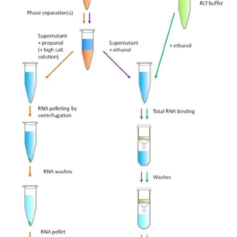 (a) Total mRNA levels. Total mRNA ( m g/mg) levels for Botulinum toxin... | Download Scientific ...