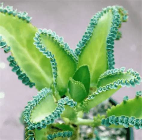 Bryophyllum Laetivirens (Care Guide With Pictures)- Succulents Network