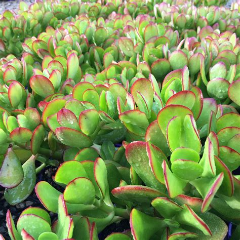 Crassula Ovata (Common Name - Money Plant) 150mm Pot - Dawsons Garden World