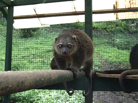 Picture 6 of 7 - Cuscus (Phalanger Maculatus) Pictures & Images - Animals - A-Z Animals