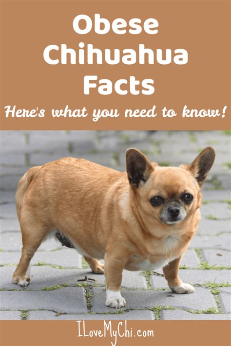 Obese Chihuahua Facts | Wzrost