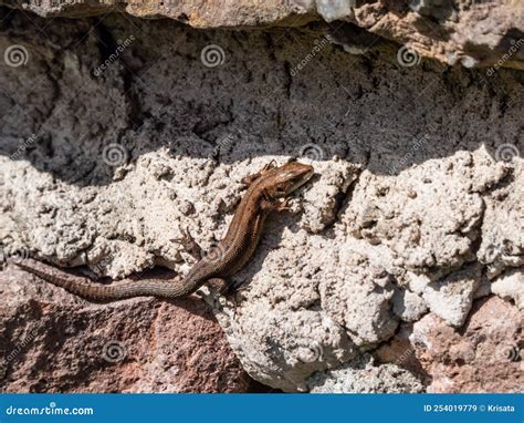 Young Viviparous Lizard or Common Lizard (Zootoca Vivipara) Sunbathing ...