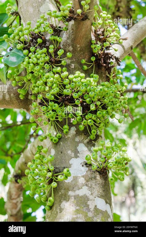 Cluster Fig Tree of Gular Fig Tree (botanical name is Ficus Racemosa ...