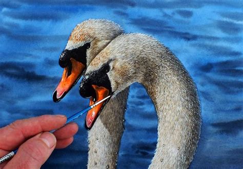 Original watercolour painting of a pair of Mute Swans, ideal wedding ...