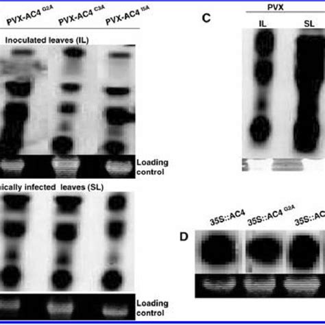 Northern blot hybridization of RNA extracted from leaf tissues of... | Download Scientific Diagram