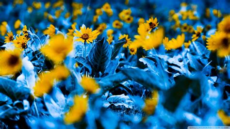 Blue And Yellow Flowers Background