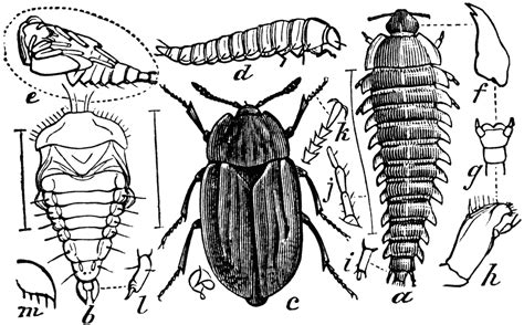 Carrion Beetle | ClipArt ETC