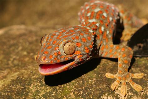 Lizard. Gecko. Tokay Gecko. 大壁虎 Gecko gecko. Gekkonidae | Flickr - Photo Sharing!