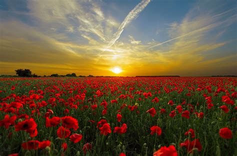 sunset-field-poppy-sun-priroda.jpg – frechmcknight