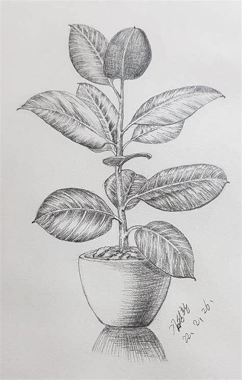 Fruit Art Drawings, Pencil Drawings Of Flowers, Nature Art Drawings, Nature Sketch, Book Art ...