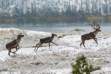 How Gwich'in Hunters Protect Caribou Herds - JSTOR Daily