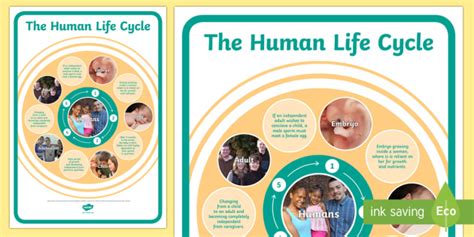 The Life Cycle of a Human Poster - Printable | KS2 Science