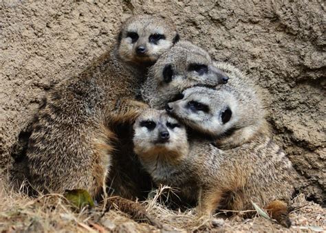 Meerkat Family Portrait - a photo on Flickriver