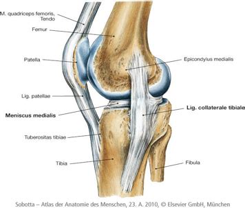 Articular Cartilage Lesions of the Knee - Physiopedia