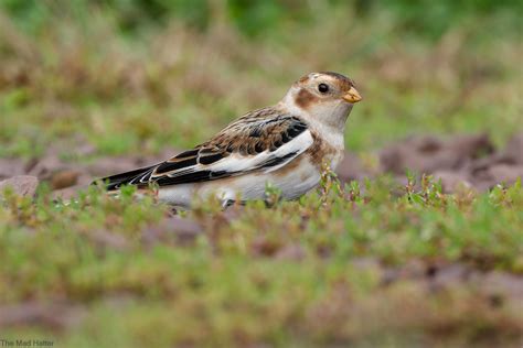 Snow Bunting | Male Snow Buntings head to their high arctic … | Flickr