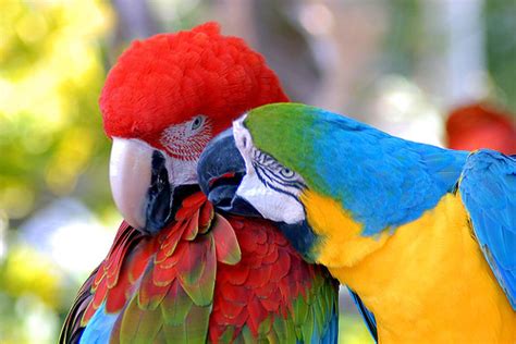 Red-and-green Macaw and Blue-and-yellow Macaw - cats,parrots and butterflies Photo (22801989 ...