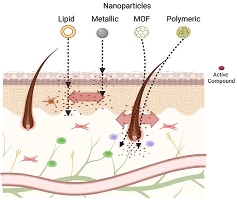 Scheme of potential skin penetration routes of different types of... | Download Scientific Diagram