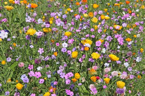 Comment faire fleurir votre jardin neuf mois sur douze