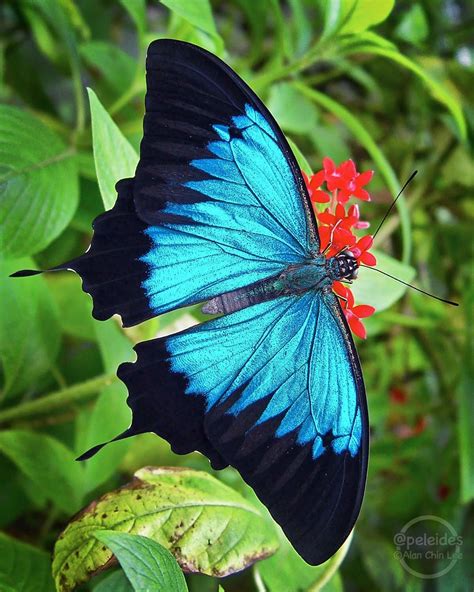 Ulysses butterfly (Papilio ulysses) 英雄翠凤蝶 Beautiful Butterfly Pictures ...