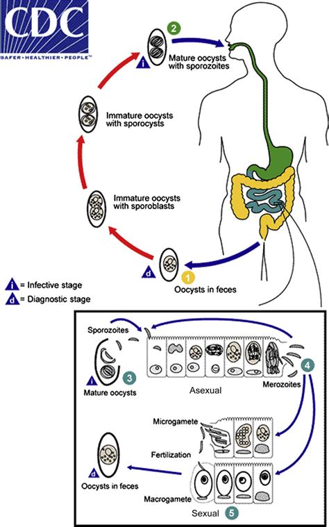 Life cycle of Cystoisospora belli. Reproduced from... | Download ...