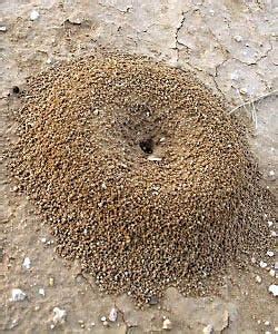 How to Find an Ant Nest