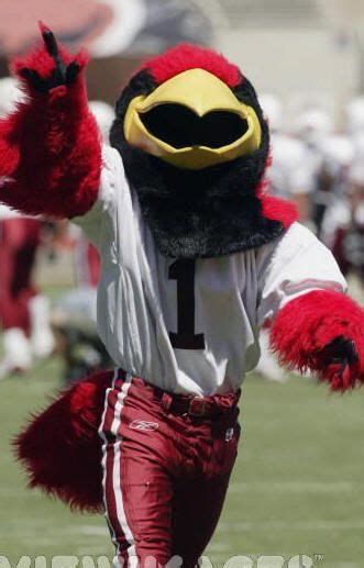 NFL Mascots - Football Mascots | Arizona cardinals football, Arizona cardinals cheerleaders, Nfl ...