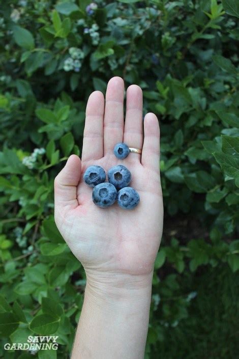 Pruning Blueberries: Step-by-step Instructions for More Fruit