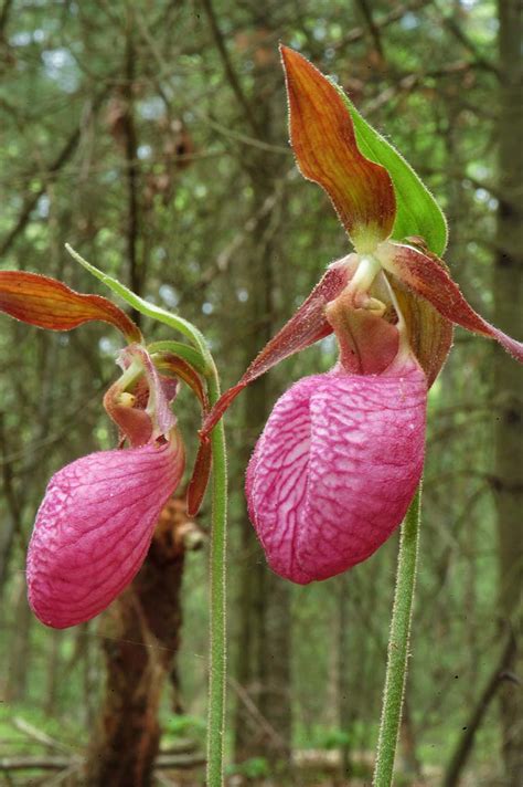 Photo 397-05: Pink lady slipper flowers in Massasoit State Park. East ...