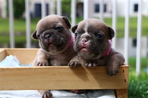 New Blue Fawn puppies available! - Over The Top French Bulldogs