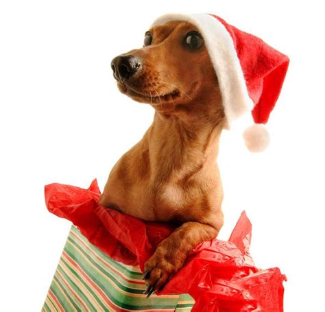 Pin von Simone Dinse auf Pawsome Animals | Weihnachten tiere ...