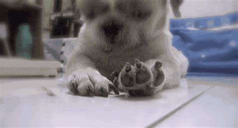 Sleepy Puppy 49 GIF Animation