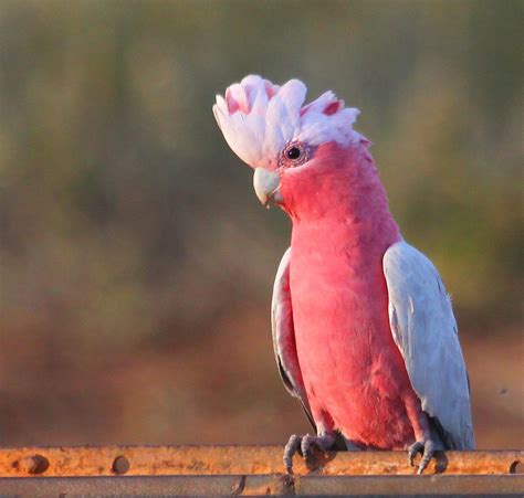 galah - Google Search | Galah cockatoo, Pet birds, Australian parrots