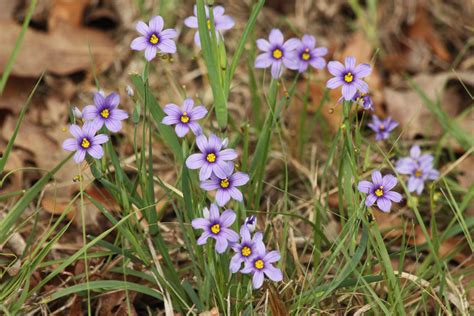 Blue-eyed Grass Wildflowers Free Stock Photo - Public Domain Pictures