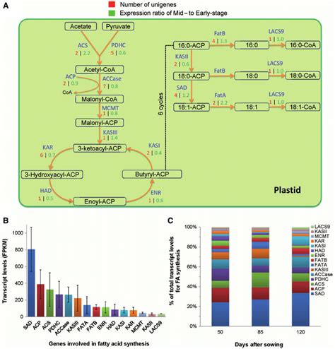 Transcript levels of enzymes of fatty acid synthesis. (A) Schematic... | Download Scientific Diagram