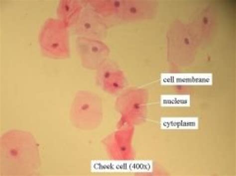 Cells and DNA Lesson | HubPages