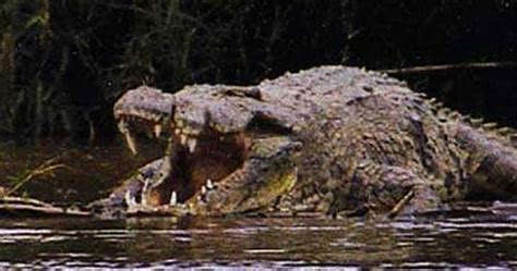 🐊 Gustave: the Demon Crocodile of Burundi 🐊