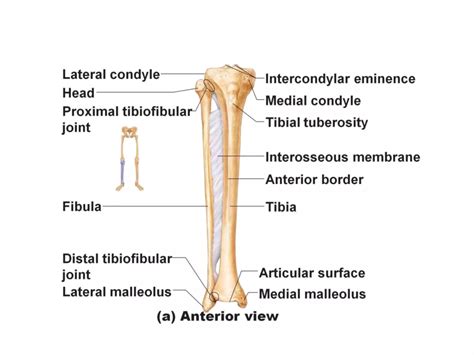 Fibula bone Anatomy | PPT