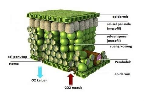 Fungsi Amp Ciri Jaringan Epidermis Gambar Epidermis Tumbuhan - Riset