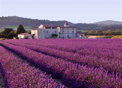 Lavender fields Provence - France - XciteFun.net