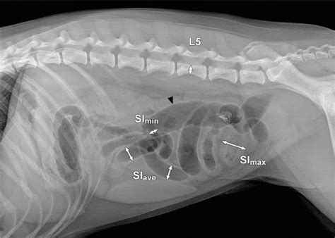 What Are Signs Of Intestinal Blockage In Dogs