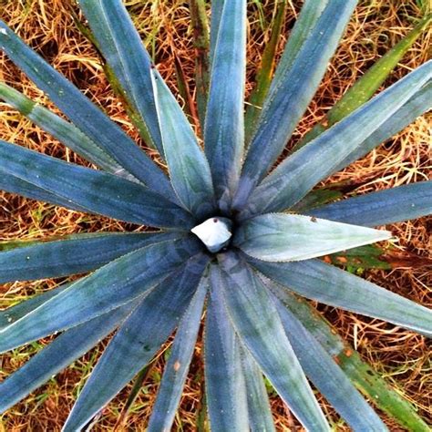 Azuñia Tequila Blue Weber Agave | MadMedia