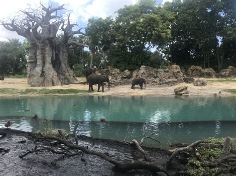 Kilimanjaro Safaris ⋆ The Pike's Place