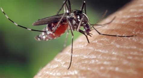 BugBitten Mosquito bites – more than just annoying