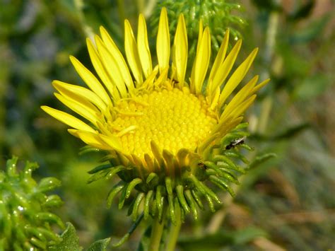 Yellow flower and curly green phyllaries - photos of Grindelia Squarrosa, Asteraceae